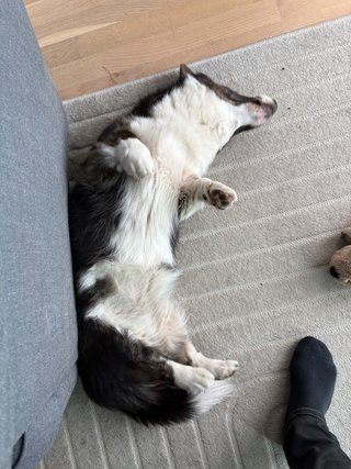 A black and white corgi cardigan lying on her back and showing her belly to the photographer.