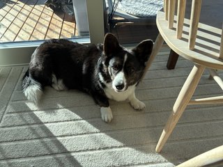 A black and white corgi cardigan lying next to a balcony door and watching straight into the camera.