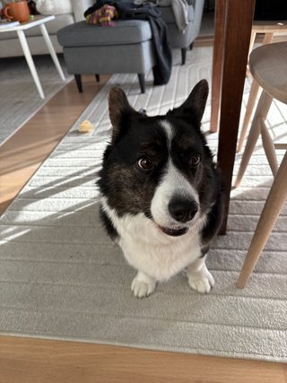 A black and white corgi cardigan sitting on the floor and watching to the side, as if an intrigueing thought just entered her head.