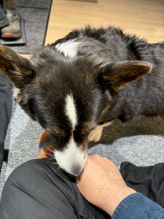 A black and white corgi sniffing a man