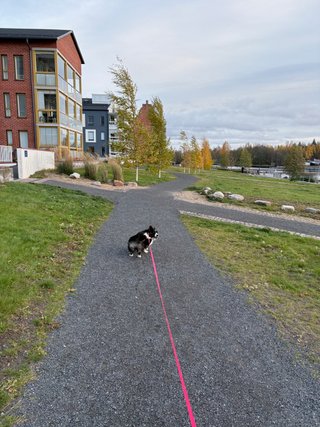 A black and white corgi cardigan looking walking on a leash. She