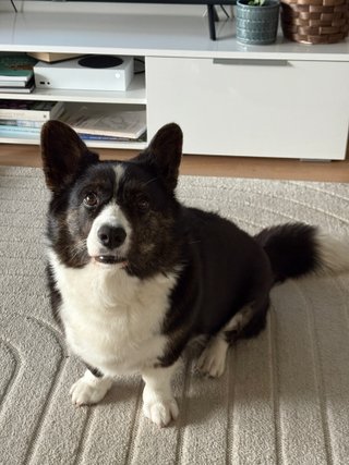 A black and white corgi cardigan watching towards the camera her facial expression is expectation. Not visible in the photo: I had just pressed the door beel in a video game I was playing.
