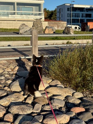A black and white corgi cardigan photographed from behind. She is standing on some stones, watching in the distance as if she would