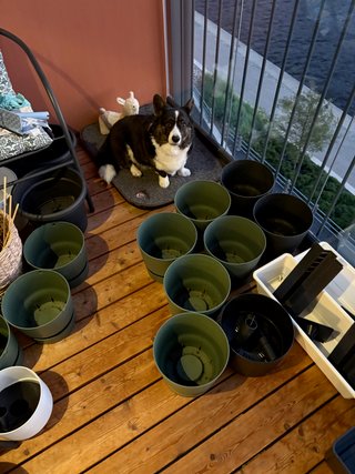 A black and white corgi cardigan sitting on a dog bed on the balcony. There are a lot of empty pots on the balcony as well. A path leads from where the photographer is standing to her spot next to banisters.