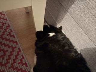 A black and white corgi cardigan lying in between a chair and the backside of a coach. The spot is so tight that her left ear stands up against the leg of the chair.