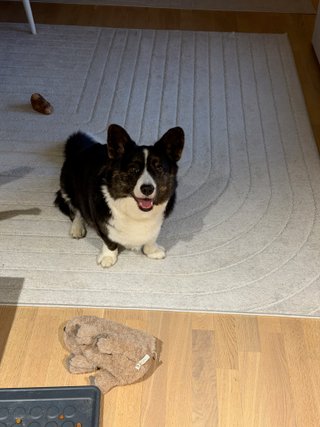 A black and white corgi cardigan sitting on the floor, next to a dog toy and smiling beautifully into the camera.
