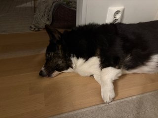 A black and white corgi cardigan lying on the floor, tongue slightly out, eyes open, staring , but nowhere in particular.