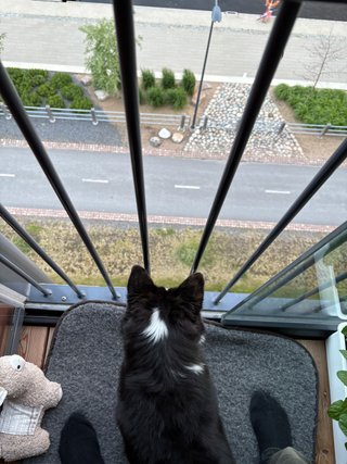 A black and white corgi cardigan looking down from the balcony onto the sidewalk below. It
