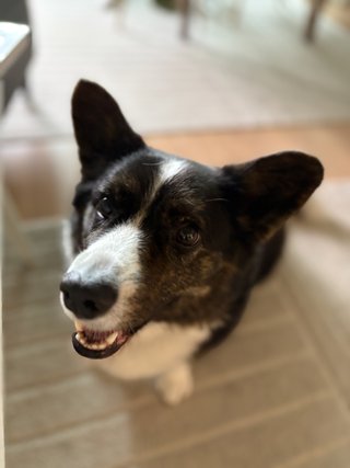 A black and white corgi cardigan smiling into camera.