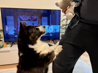 A black and white corgi cardigan standing upright with her front paws against a man