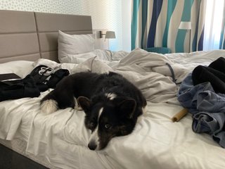 A black and white corgi cardigan lying on a hotel bed surrounded by luggage.