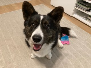 A black and white corgi cardigan sitting on the floor and looking ready to play