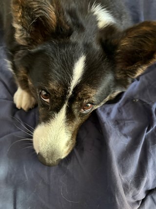 A close-up of a black and white corgi cardigan looking up at the camera.