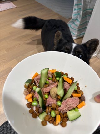 A black and white corgi cardigan, partially hidden behind a plate of festive looking dog food (Napu turned 4 today), served on a real plate. Her eyes are wide open and she looks excited.