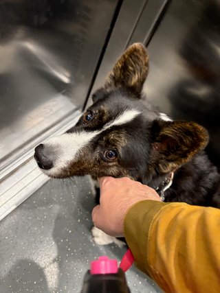 A black and white corgi cardigan waiting patiently in the elevator.