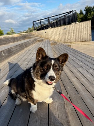 A black and white corgi cardigan sitting on a wodden structure outside.