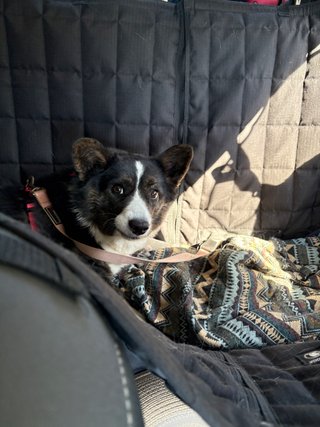 A black and white corgi cardigan lying on the back seat of a car, wearing a seat belt. Her face is scrunched up, as if she tries to say &quot;No Photos, please&quot;.