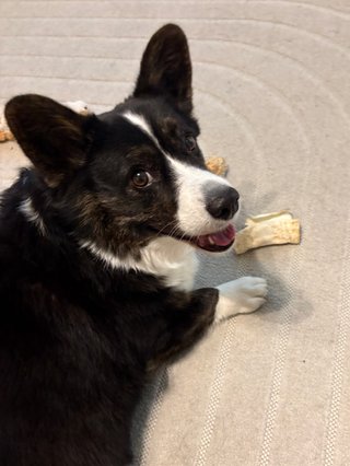 A black and white corgi cardigan lying on the floor next to a dog bone and watching up towards the camera over her right shoulder.