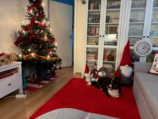 A black and white corgi cardigan lying on a red carpet next to a Christmas tree and in front of a bunch of elves.