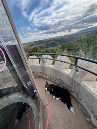 A black and white corgi cardigan sitting on the floor of an observation platform, with mountainous terrain in the background.