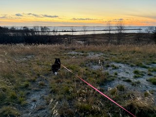 A black and white corgi cardigan standing on top of a lightly vegetated hill overlooking the baltic sea.