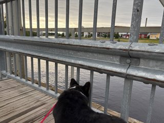 A black and white corgi cardigan looking down from a bridge onto the water. There is an urban landscape in the background.