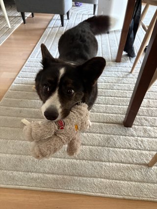 A black and white corgi cardigan inviting the photographer to play while holding a dog toy in her mouth.