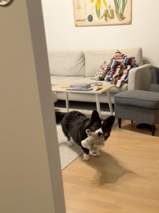A black and white corgi cardigan carrying a dog toy and watching the photographer enthusiastically.