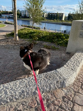 A black and white corgi cardigan watching over her shoulder back towards something outside the frame. In the background is a canal, some buildings on the other side of the canal and some urban greenery.