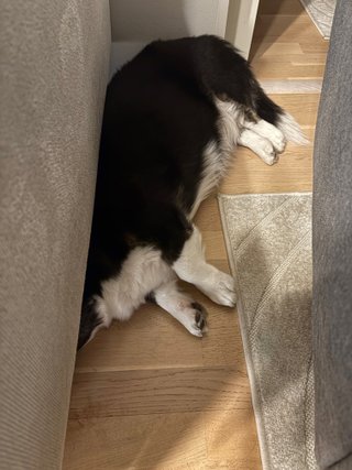 A black and white corgi cardigan lying next to and with her head under a couch. Her head is not visible in this photo taken from above.