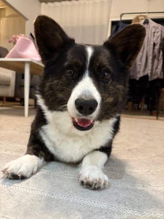 A black and white corgi cardigan lying on a carpet and watching directly into the camera. She is looking super cute.