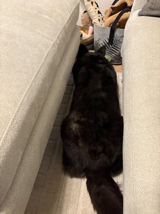 A black and white corgi cardigan lying in between a couch and a foot stool.
