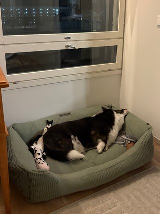 A black and white corgi cardigan lying in her dog bed, with her head on top of its rim. It looks like it would be uncomfortable, but she seems quite relaxed.