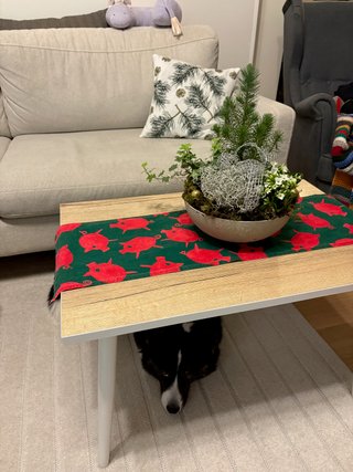 A black and white corgi cardigan lying under a couch table watching up at the camera. There is a beautiful christmassy plant arrangement on the table.