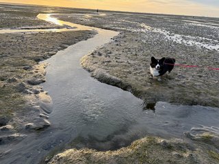 A black and white corgi cardigan standing on a muddy seashore (actually it