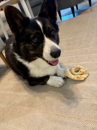 A black and white corgi cardigan watching past the camera, with her tounge slightly showing. There is a round dog shew resting on one of her paws.