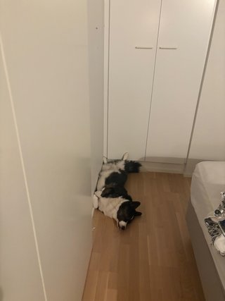 A black and white corgi cardigan lying in the corner of a room, belly up.