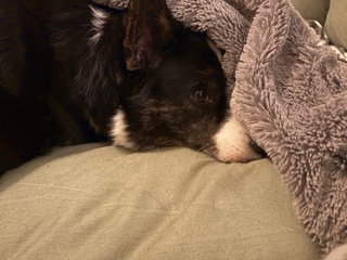 A close-up of a black and white corgi cardigan lying in her dog bed, with half her head buried under a blanket.