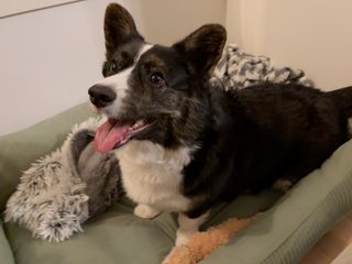 A black and white corgi cardigan sitting in her dog bed and smilling into the camera.