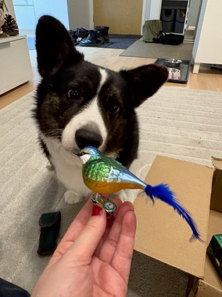 A black and white corgi cardigan looking at a bird christmas ornament.