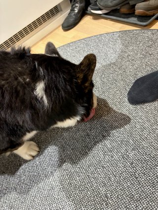 A black and white corgi cardigan licking a carpet (for some reason).