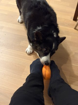 A black and white corgi cardigan trying to pull a dog toy held by the photographers feet.