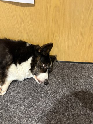 A black and white corgi cardigan lying in front of a door and looking confused because she just woke up. Her tongue is slightly out and she just stares straight ahead.