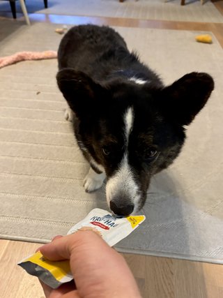 A black and white corgi cardigan sniffing a packet of dog food.