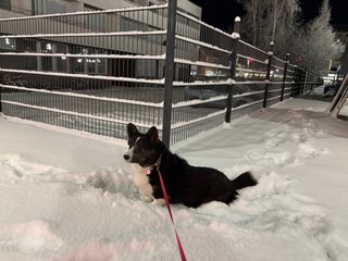 A black and white corgi cardigan walking though the snow.