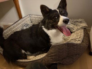 A black and white corgi cardigan sitting in her dog bed and watching happily at the camera.