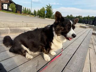 A black and white corgi cardigan sitting outside, watching people swimming in a canal (off camera).