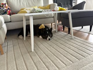 A black and white corgi cardigan lying under a couch table, looking at the camera. For some reason there is yellow dog toy on her back.