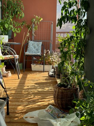 A black and white corgi cardigan hiding in between plants on a balcony.