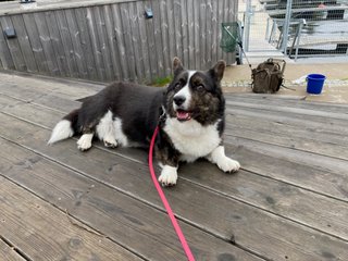 A black and white corgi cardigan lying on a wooden bench and looking towards the camera. There is a fisher